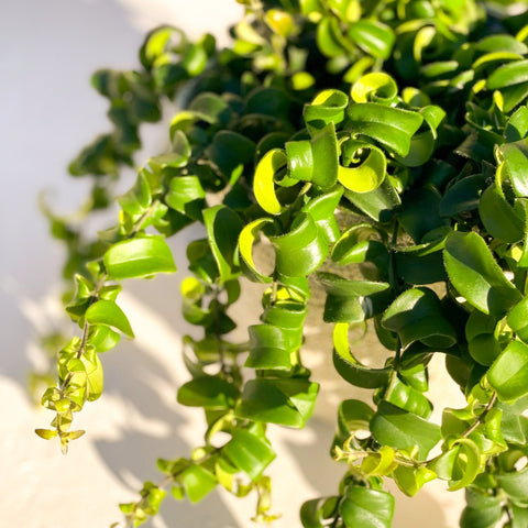 Lipstick Plant - Aeschynanthus radicans 'Rasta' - Sprouts of Bristol