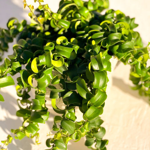 Lipstick Plant - Aeschynanthus radicans 'Rasta' - Sprouts of Bristol