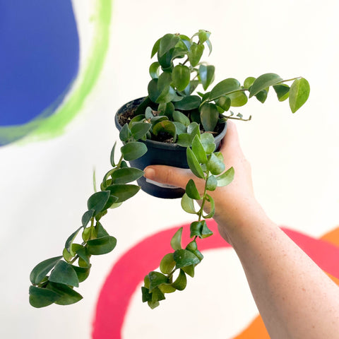 Lipstick Plant - Aeschynanthus radicans 'Rasta' - Sprouts of Bristol