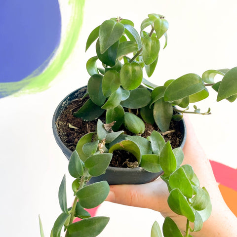 Lipstick Plant - Aeschynanthus radicans 'Rasta' - Sprouts of Bristol