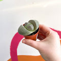 Living Granite - Pleiospilos nelii - Sprouts of Bristol