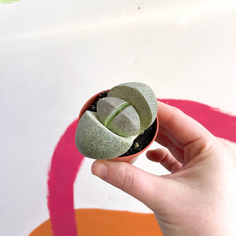 Living Granite - Pleiospilos nelii - Sprouts of Bristol