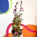 Lobelia x speciosa 'Tania' - Cotswold Grown Perennial - Sprouts of Bristol