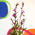 Lobelia x speciosa 'Tania' - Cotswold Grown Perennial - Sprouts of Bristol