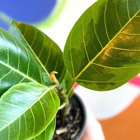 Lofty Fig - Ficus altissima - British Grown - Sprouts of Bristol