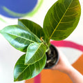 Lofty Fig - Ficus altissima - British Grown - Sprouts of Bristol