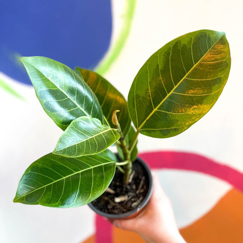 Lofty Fig - Ficus altissima - British Grown - Sprouts of Bristol