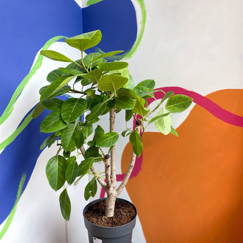 Lofty Fig Tree - Ficus altissima - Sprouts of Bristol