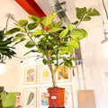 Lofty Fig Tree - Ficus altissima - Sprouts of Bristol