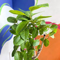 Lofty Fig Tree - Ficus altissima - Sprouts of Bristol