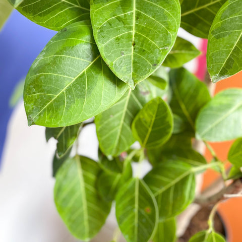Lofty Fig Tree - Ficus altissima - Sprouts of Bristol