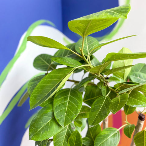 Lofty Fig Tree - Ficus altissima - Sprouts of Bristol