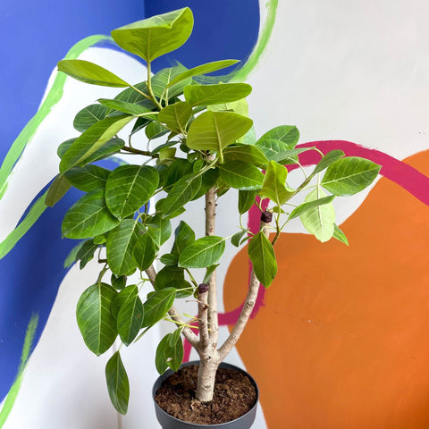 Lofty Fig Tree - Ficus altissima - Sprouts of Bristol