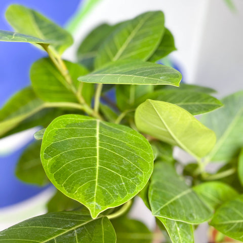Lofty Fig Tree - Ficus altissima - Sprouts of Bristol