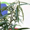 Long Leafed Fig - Ficus binnendiijkii 'Alii' - British Grown - Sprouts of Bristol