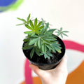 Lupin - Lupinus polyphyllus 'Gallery Pink' - British Grown Herbaceous Perennial - Sprouts of Bristol