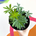 Lupin - Lupinus polyphyllus 'Gallery Pink' - British Grown Herbaceous Perennial - Sprouts of Bristol