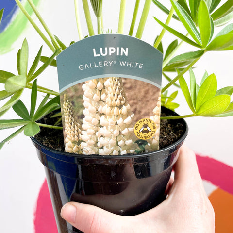 Lupin - Lupinus polyphyllus 'Gallery White' - British Grown Herbaceous Perennial - Sprouts of Bristol