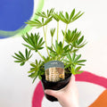 Lupin - Lupinus polyphyllus 'Gallery White' - British Grown Herbaceous Perennial - Sprouts of Bristol