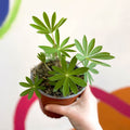 Lupin - Lupinus polyphyllus 'Legendary Rose Shades' - British Grown Herbaceous Perennial - Sprouts of Bristol