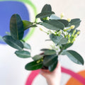 Madagascar Jasmine - Stephanotis floribunda - Sprouts of Bristol