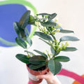 Madagascar Jasmine - Stephanotis floribunda - Sprouts of Bristol