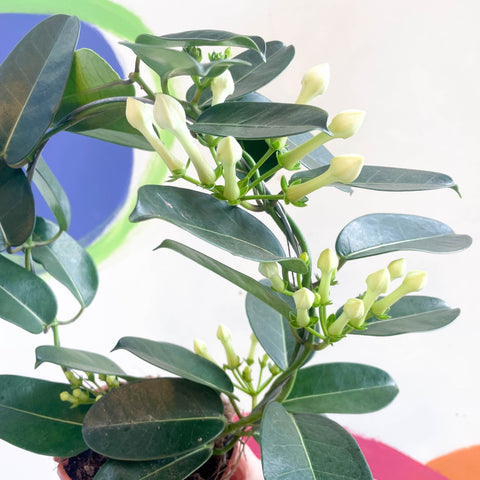 Madagascar Jasmine - Stephanotis floribunda - Sprouts of Bristol