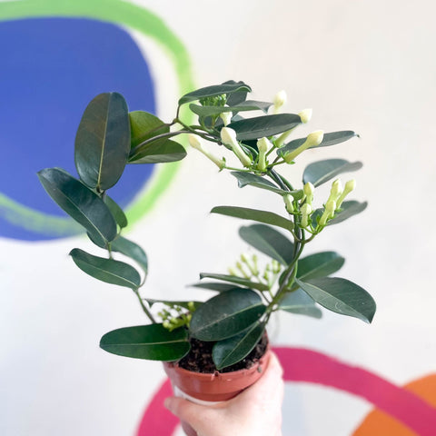 Madagascar Jasmine - Stephanotis floribunda - Sprouts of Bristol