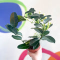 Madagascar Jasmine - Stephanotis floribunda - Sprouts of Bristol