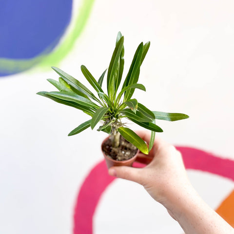 Madagascar Palm - Pachypodium lamerei - Sprouts of Bristol