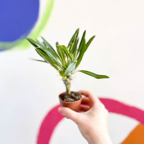 Madagascar Palm - Pachypodium lamerei - Sprouts of Bristol
