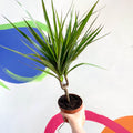 Magenta Dragon Tree - Dracaena marginata 'Magenta' - Sprouts of Bristol