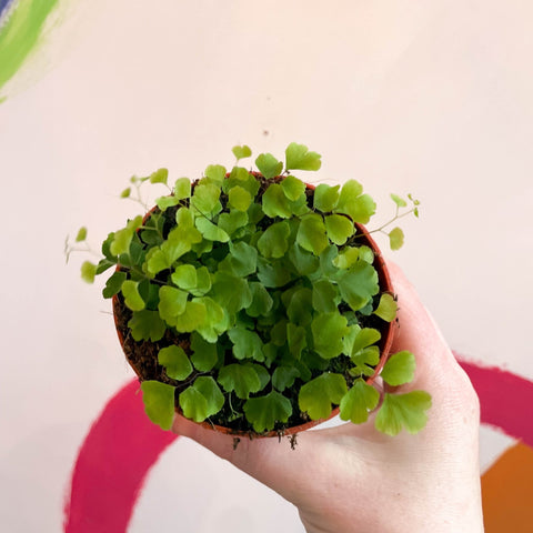 Maidenhair Fern - Adiantum raddianum 'Fragrans' - Sprouts of Bristol