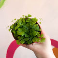 Maidenhair Fern - Adiantum raddianum 'Fragrans' - Sprouts of Bristol