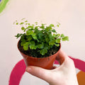 Maidenhair Fern - Adiantum raddianum 'Fragrans' - Sprouts of Bristol