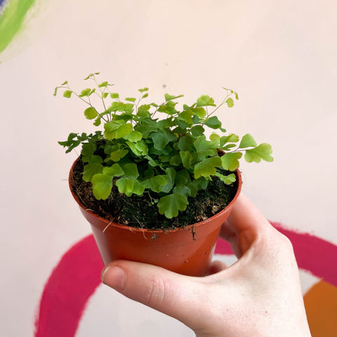 Maidenhair Fern - Adiantum raddianum 'Fragrans' - Sprouts of Bristol