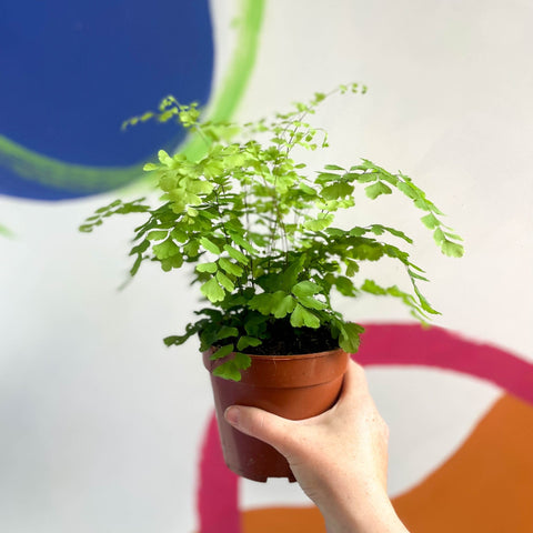 Maidenhair Fern - Adiantum raddianum 'Fragrans' - Sprouts of Bristol