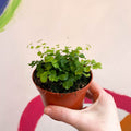 Maidenhair Fern - Adiantum raddianum 'Fragrans' - Sprouts of Bristol