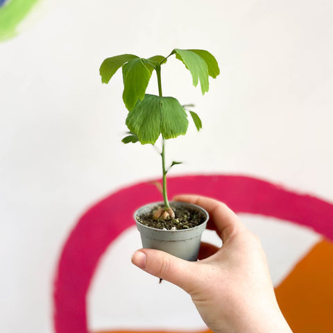 Maidenhair Tree - Ginkgo biloba - Sprouts of Bristol