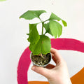 Maidenhair Tree - Ginkgo biloba - Sprouts of Bristol