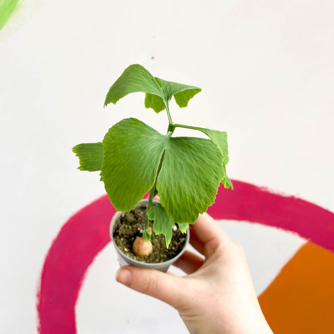 Maidenhair Tree - Ginkgo biloba - Sprouts of Bristol