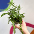 Male Fern - Dryopteris filix-mas - British Grown - Sprouts of Bristol