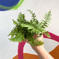 Male Fern - Dryopteris filix-mas - British Grown - Sprouts of Bristol