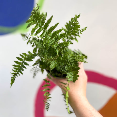 Male Fern - Dryopteris filix-mas - British Grown - Sprouts of Bristol