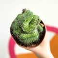 Mammillaria spinosissima 'Un Pico Cristata' - Sprouts of Bristol
