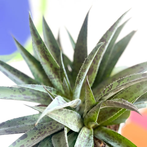 Mangave 'Pineapple Express' - Sprouts of Bristol