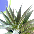 Mangave 'Pineapple Express' - Sprouts of Bristol
