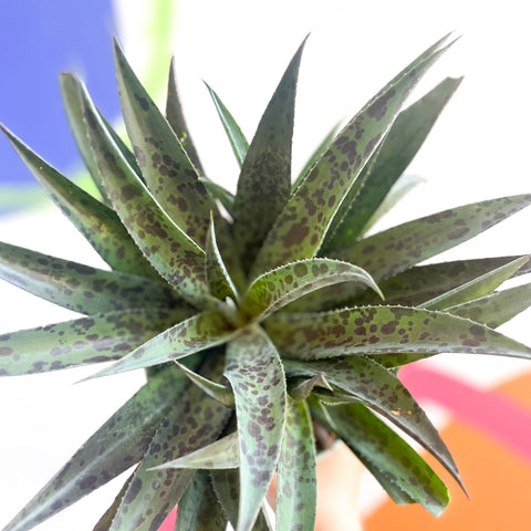 Mangave 'Pineapple Express' - Sprouts of Bristol