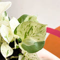 Manjula Pothos - Epipremnum aureum 'Happy Leaf' - Sprouts of Bristol