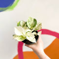 Manjula Pothos - Epipremnum aureum 'Happy Leaf' - Sprouts of Bristol